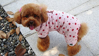 Cute dog, dog, dressed, lovely, Cute HD wallpaper