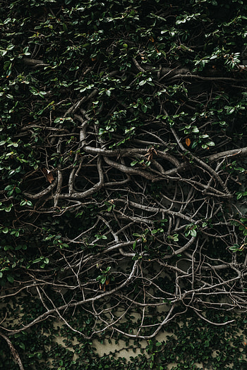 Nature, Leaves, Plant, Branches, Plexus HD phone wallpaper