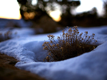 Grass, Snow, Macro, Spring, Melt HD wallpaper