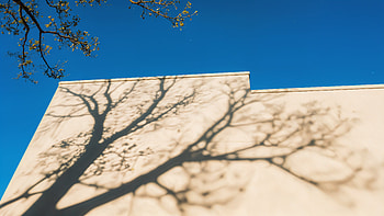 Ultra : Clear Sky & Tree Shadow on Wall, wall, sky HD wallpaper