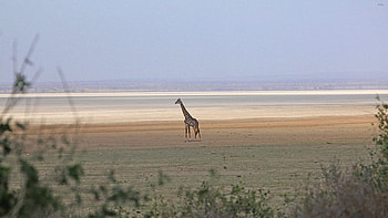 Striking giraffe close-up, Animal masterpiece, Subtle silhouette, Mesmerizing HD wallpaper
