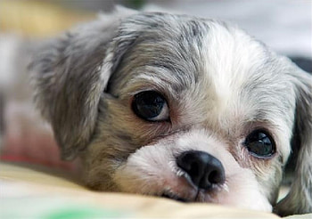 Cute Doggy, dog, looking cute, doggy HD wallpaper