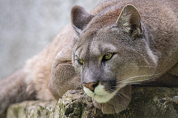 Cougar, kitten, animal, cat, paw, purr HD wallpaper