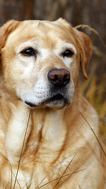 Labrador dog, Animals and birds, Screen beauty, Graceful nose HD phone wallpaper
