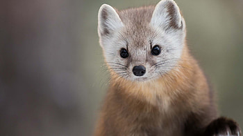 Martens With Stare Look In Blur Background Martens HD wallpaper