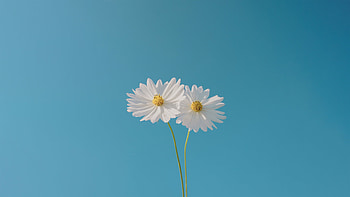 Blue Sky And Flower, flowers HD wallpaper