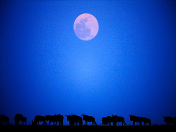 African blue, night, africa, moon, sky, herd, wildebeast HD wallpaper