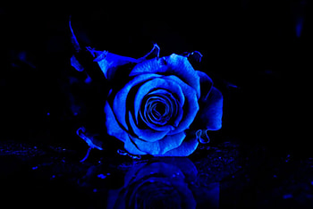 Blue Rose, blue, rose, roses, flower HD wallpaper