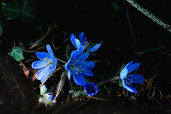 Blue flowers, flora, spring HD wallpaper
