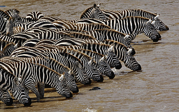 zebra , High definition HD wallpaper