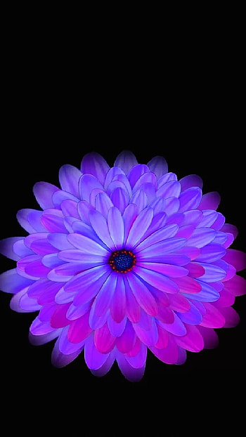 Purple Flower HD phone wallpaper