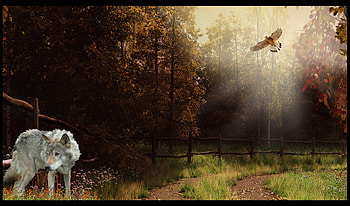 autumn of the wolf, winter, dog, canis lupus, lone wolf, wolf, howling, snow, the pack, mythical, white, timber, wolves, grey, lobo, wisdom beautiful, grey wolf, nature, canine, friendship, arctic, solitude, black, quotes, wolf pack, , wild animal black, wolfrunning, abstract, pack, majestic, howl, spirit, wolf HD wallpaper