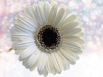Flower, Gerbera, white flower, close up HD wallpaper