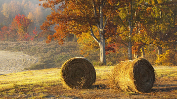 beautiful hay bails in field, trees, hay, fields, autumn, bails HD wallpaper