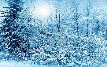 Winter, Nature, Trees, Snow HD wallpaper