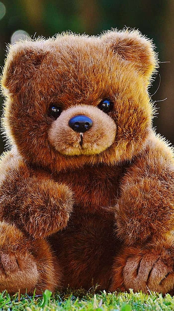 Teddy Bear Wale, Brown, Teddy Bear, grass background HD phone wallpaper