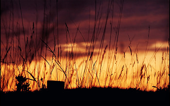 Nature, Sunset, Evening, Ears, Spikes HD wallpaper