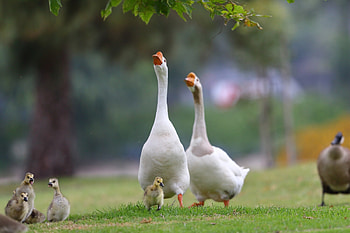Stunning goose, High-definition , Exquisite , Striking HD wallpaper