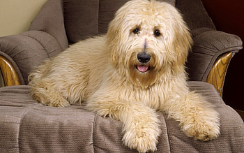 Animals, To Lie Down, Lie, Dog, Armchair, Pedigree, Breeding HD wallpaper