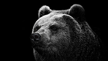 Grizzly Bear, Top quality , 1920 x 1080 resolution, Eye-catching backgrounds HD wallpaper
