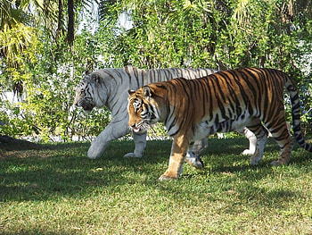 Two Beauties, cats, colors, wild, animals HD wallpaper