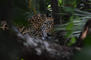 Animals, Jaguar, Muzzle, Predator HD wallpaper