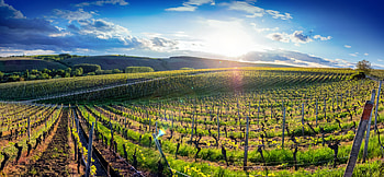 Frankish wine queen candidates, Bavarian agriculture, Cultural event, Farming magazine HD wallpaper