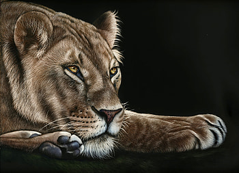 Lioness, pisica, animal, black, art, cat, lion, paw HD wallpaper