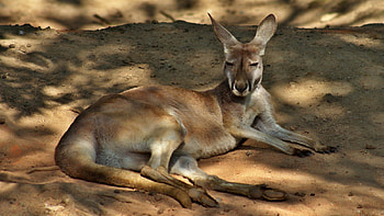 Resting B4 The Fight, kangaroos, australia, wildlife, animals HD wallpaper