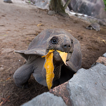 Eating, Aldabra Giant Tortoise HD phone wallpaper