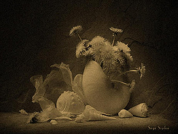 STILL LIFE, graphy, bw, flowers, vintage optic HD wallpaper