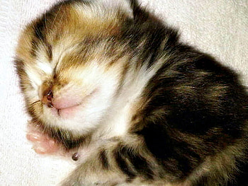 Sleeping Child, vitri, nday, jay, cia HD wallpaper