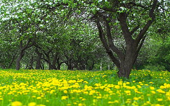 Landscape, Trees HD wallpaper