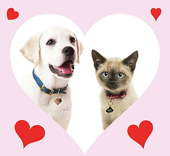 Happy Valentine's Day!, dog, kitten, white, cute, cat, pisica, valentine, puppy, pink, red, couple, card, heart HD wallpaper