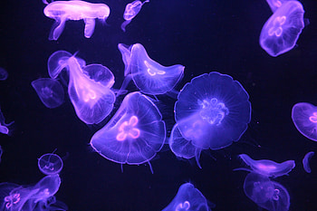 Jellyfish, Dark, Glow, Tentacle HD wallpaper