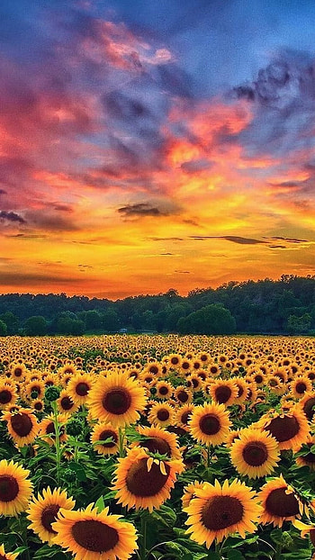 Sunflower, Beautiful, Yellow, Flower HD phone wallpaper