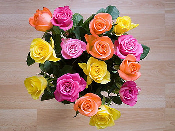 Celebrating Luiza, pink, green leaves, roses, yellow, colors, flowers, orange HD wallpaper