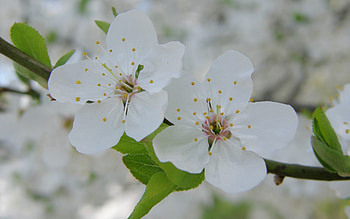 Flowers, Macro, Petals, Bloom, Flowering, Spring HD wallpaper