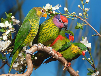 Animals, Birds, Parrots HD wallpaper