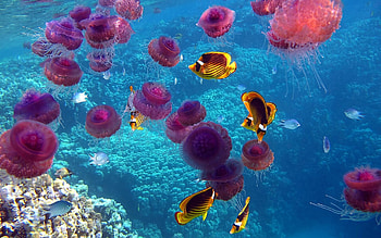 Animals, Sea, Jellyfish, Fishes HD wallpaper