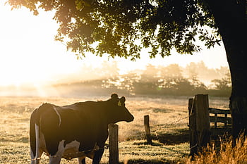 A peaceful cow standing by a wire fence in a foggy rural field at sunrise, surrounded by vivid foliage. HD wallpaper