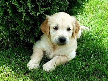 Baby lab, dog, puppy, grass, lab HD wallpaper