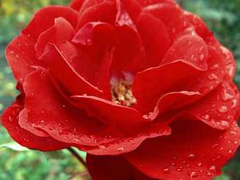 Red rose, rose, nature, flower HD wallpaper