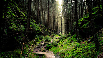 Saxon National Park, Green Forests HD wallpaper
