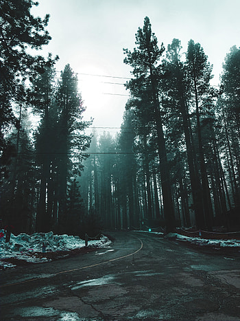 Nature, Road, Forest, Fog HD phone wallpaper