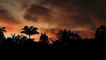 Trees, Sunset, Clouds, Dark, Outlines, Evening HD wallpaper