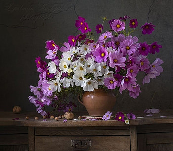 Still life with Cosmos, Flowers, Still life, Bouquet, Art HD wallpaper