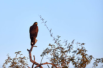 Animals, Bird, Branch, Predator, Wildlife, Eagle HD wallpaper