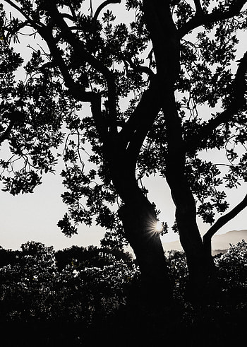 Nature, Silhouette, Wood, Tree, Sunlight, Sun Rays HD phone wallpaper
