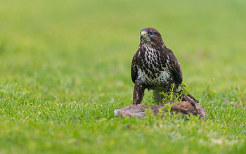 Animals, Grass, Bird, Sit, Predator, Eagle HD wallpaper